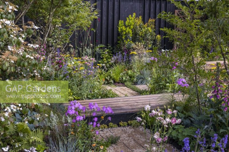 A charred wooden boardwalk and gravel path go through dense plantings of flowering perennials bed with Phlox carolina 'Bill Baker', Aquilegia and ornamental grasses and leaves. Charred black fence at the back. June, Designer: Robert Moore, Bord Bia Bloom 2023