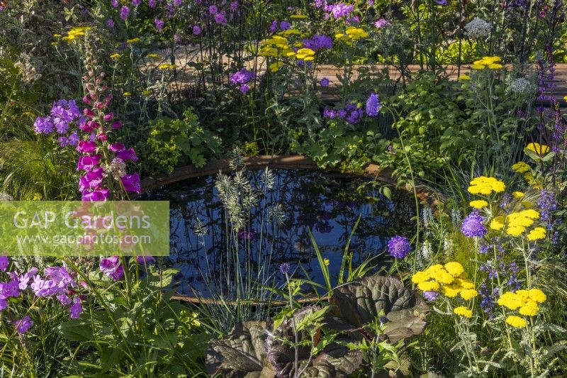 A large corten water bowl surrounded by dense plantings of flowering perennials: Digitalis purpurea, Achillea 'Moonshine', Festuca glauca and ornamental perennials leaves. Plants reflect in the water. June, Summer