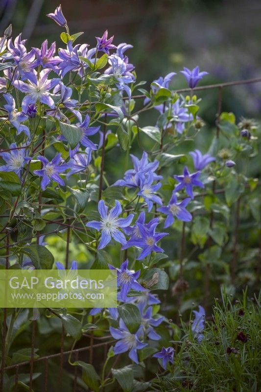 Clematis 'Blue River' syn. 'Zoblueriver' growing on a low metal fence