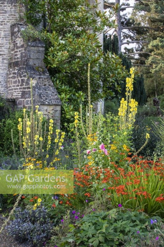 Summer flowering perennials including helenium, verbascum and crocosmia grouped alongside the manor house at The Manor, Little Compton.