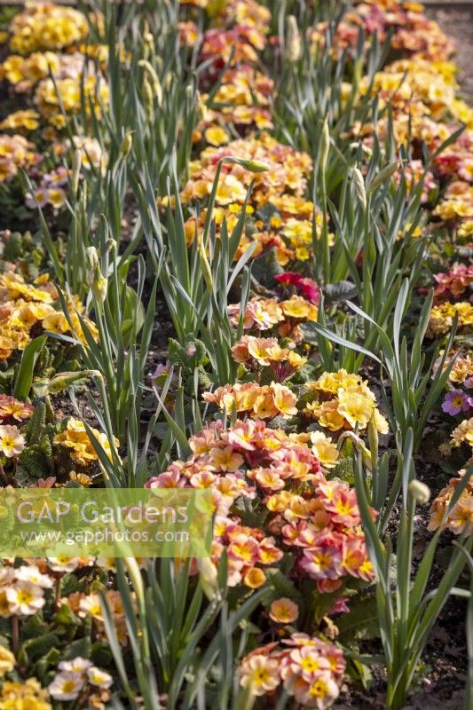 Polyanthus 'Stella Champagne' F1 interplanted with Narcissus 'Precocious' AGM