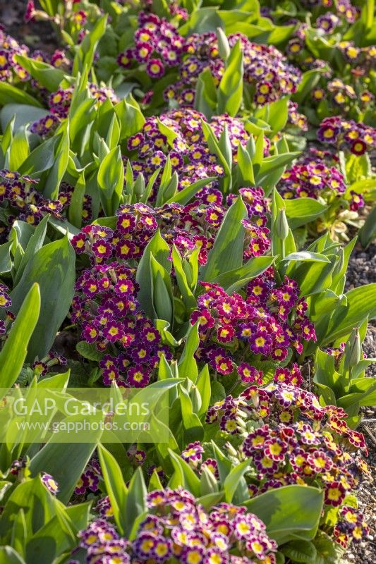 Polyanthus 'Stella Lilac' syn. 'Victoriana Lilac Lace' interplanted with tulips