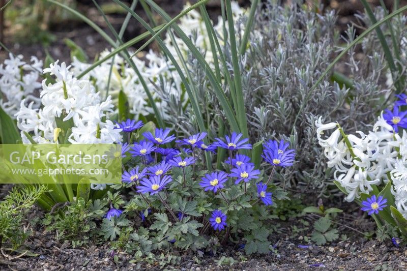Hyacinthus orientalis 'Multiflora White' and Anemone blanda 'Blue' with Lavandula angustifolia 'Eidelweiss White' syn. Lavandula Ã— intermedia