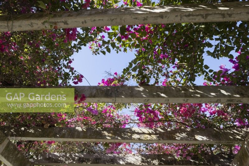 Looking up through a pergola roof to pink flowering bougainvillea and a blue sky. Parque de Maria Luisa, Seville, Spain. September