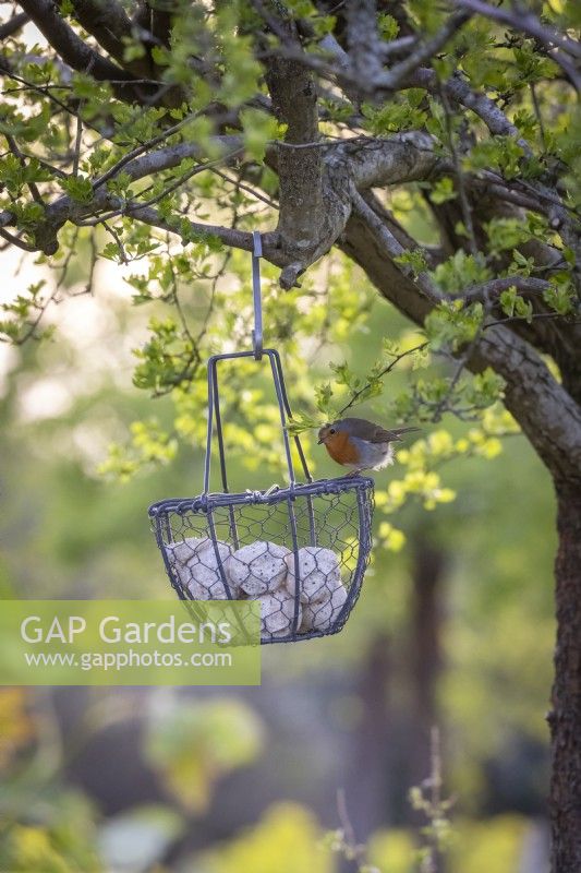 Hanging basket fat ball bird feeder  - with robin