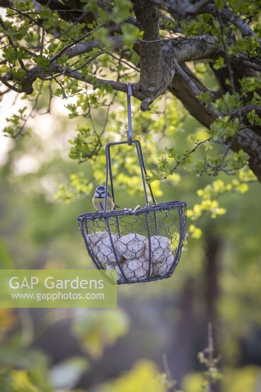 Hanging basket fat ball bird feeder  - with blue tit