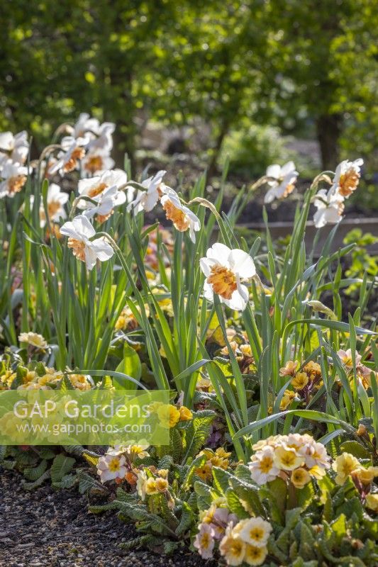 Narcissus 'Precocious' interplanted with Polyanthus 'Stella Champagne' F1.
