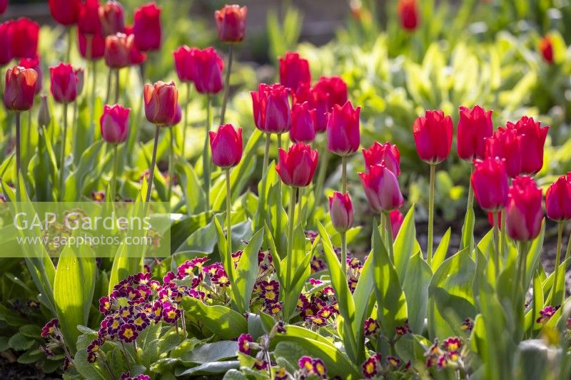 Tulipa 'Spryng Tide' underplanted with Polyanthus 'Victorian Lilac Lace' F1