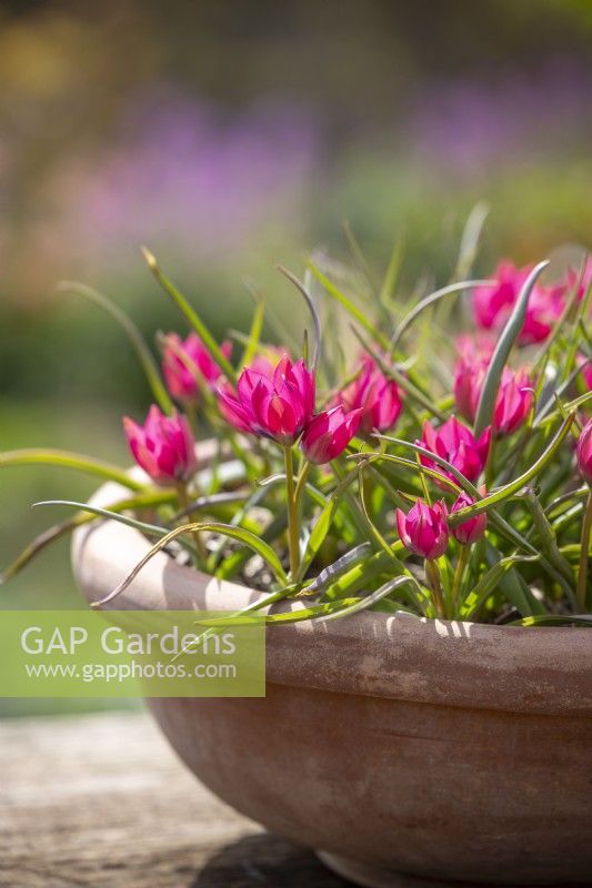 Tulipa hageri 'Little Beauty' in a terracotta pot