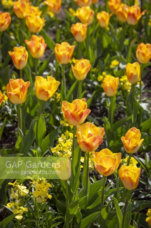 Tulipa 'Golden Dynasty' with Erysimum cheiri 'Sunset Primrose' Sunset Series AGM