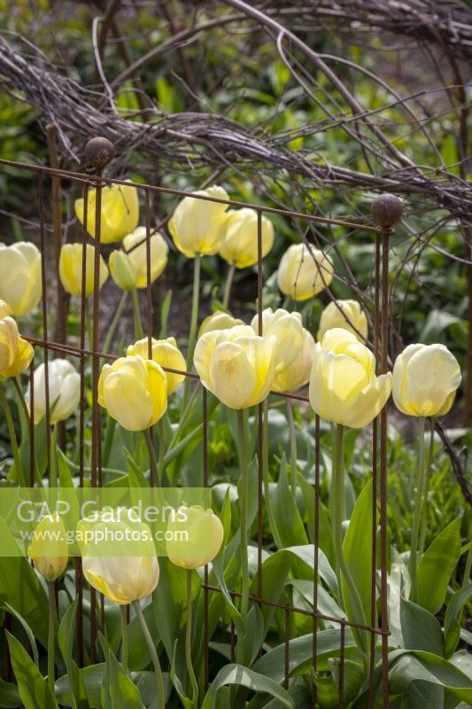 Tulipa 'Ivory Floradale' AGM