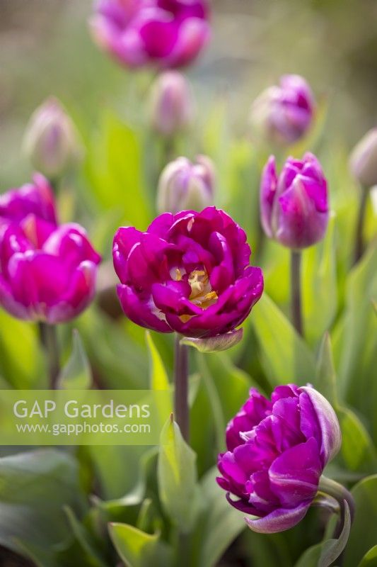 Tulipa 'Colour Burst'