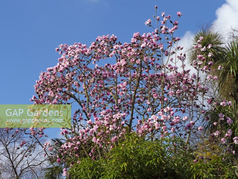 Magnolia campbellii subsp mollicomata  March