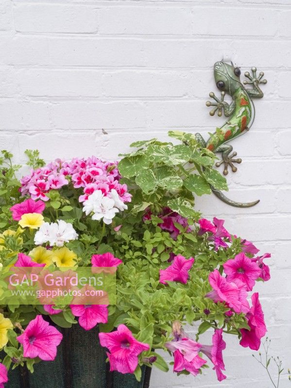 Petunias in wall planter with ornamental lizard