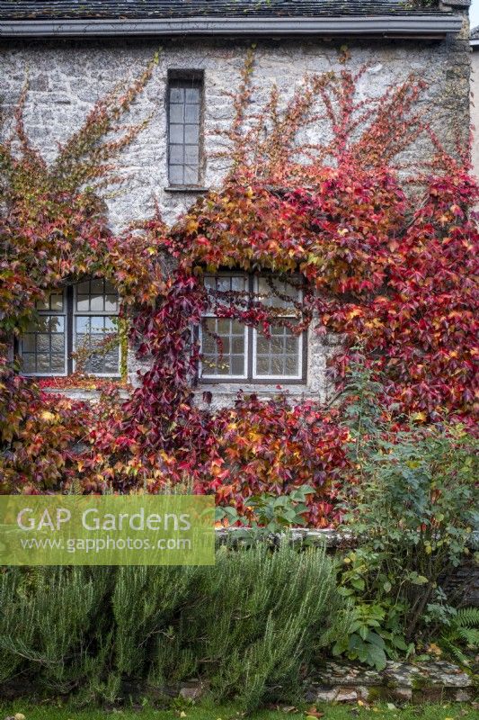 Parthenocissus tricuspidata, Boston ivy, climbing the wall of as house in autumn