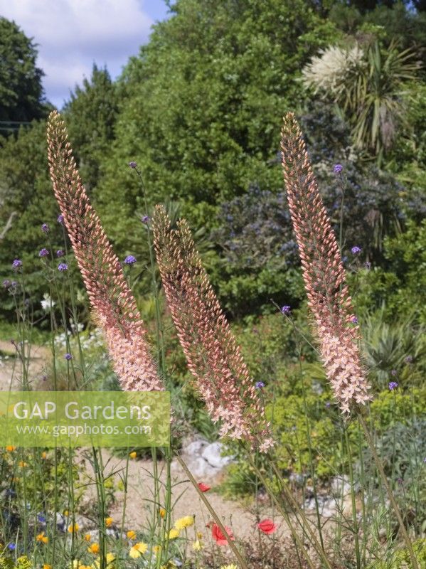 Eremurus x isabellinus 'Cleopatra' - Foxtail Lily
