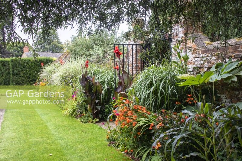 Borders filled with tropical style planting run either side of a wrought iron gate set into an old brick wall at The Manor, Little Compton. Canna 'Roi Humbert', Tetrapanex 'Rex, Zea mays and Miscanthus add height whilst Crocosmia and Alstroemeria 'Indian Summer' fill in. 