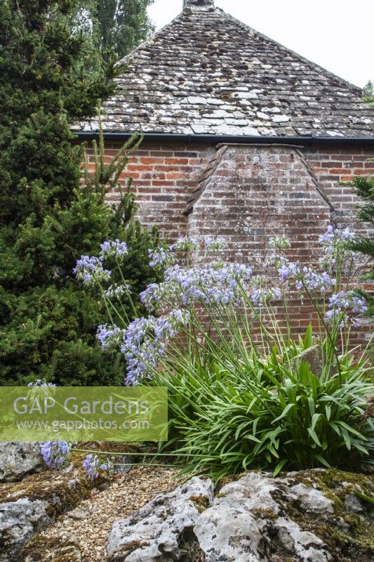 Agapanthus in the Rock Garden at The Manor, Little Compton.