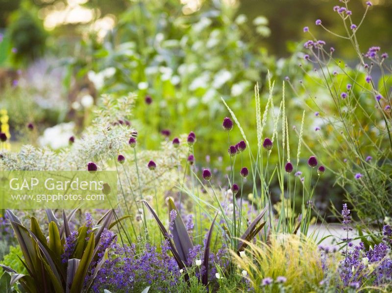 Allium sphaerocephalon and Eucomis foliage, RHS Iconic Horticultural Hero Garden, Designer: Carol Klein, RHS Hampton Court Palace Garden Festival 2023