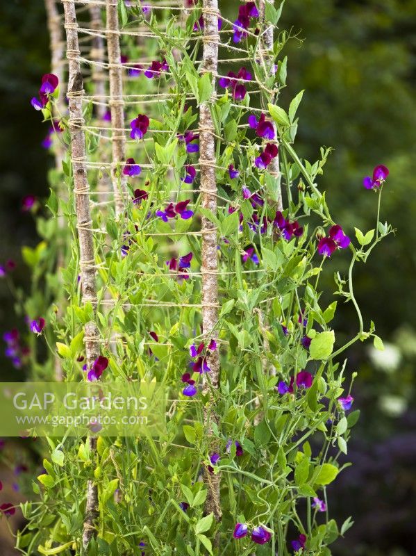 Detail of plant support frame made of branches and string. Lathyrus odoratus Sweet Pea 'Cupani' growing on support frame. RHS Iconic Horticultural Hero Garden, Designer: Carol Klein, RHS Hampton Court Palace Garden Festival 2023