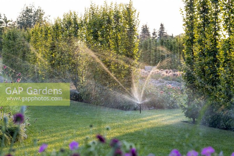 Automatic sprinklers placed in front of a hedge of Carpinus betulus 'Lucas' water the lawn on a summer evening

