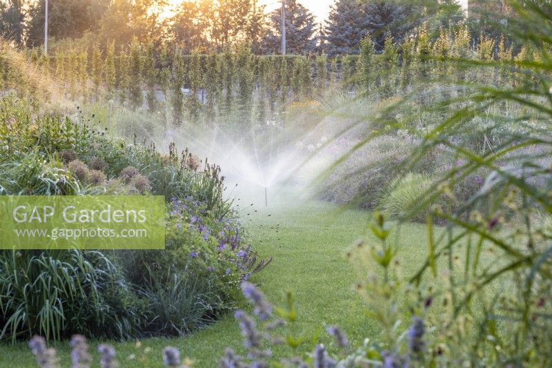 Watering a lawn and perennial beds with automatic sprinklers on a summer evening 