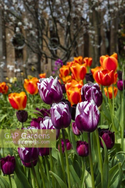 Tulipa 'Rems Favourite' - tulip - April