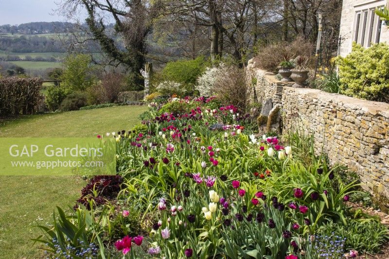 Tulips in the West Border at Trench Hill, Gloucestershire, with a Cotswold drystone wall behind and views towards countryside.