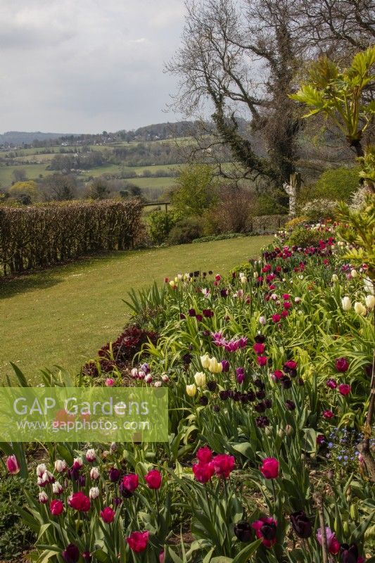 View across a spring planting of tulips towards countryside at Trench Hill, Gloucestershire.