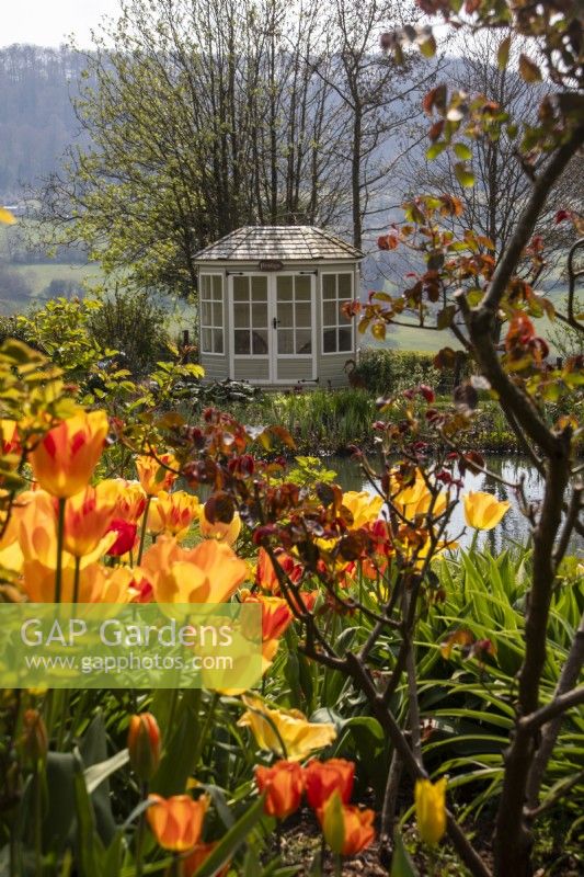 Looking over display of tulips towards a summerhouse at Trench Hill, Gloucesteshire.