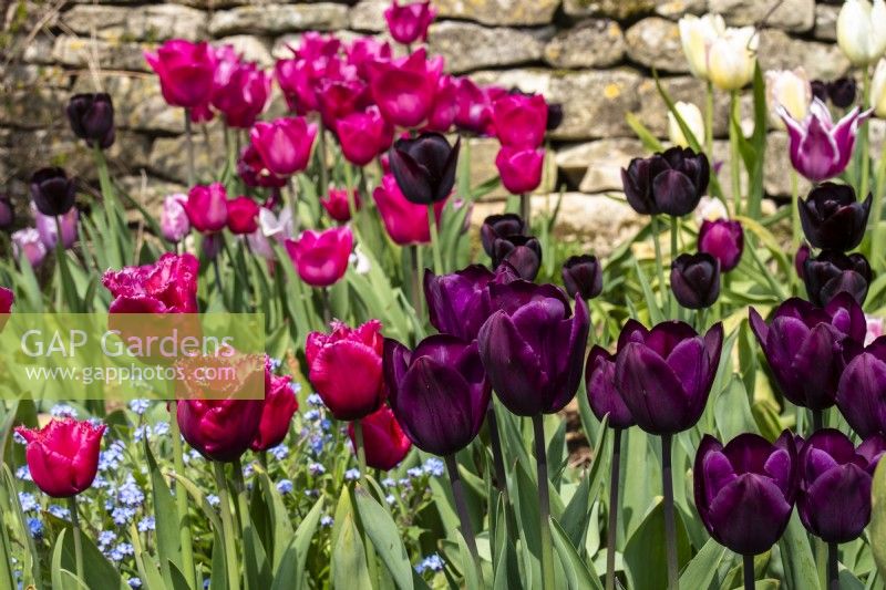 Pink and purple tulips in a spring border at Trench Hill, Gloucestershire