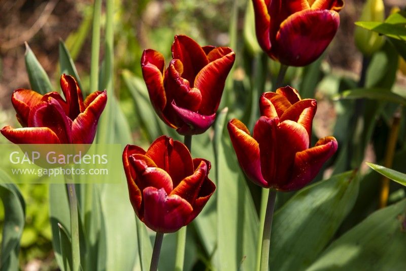Tulipa 'Slawa' - tulip - April