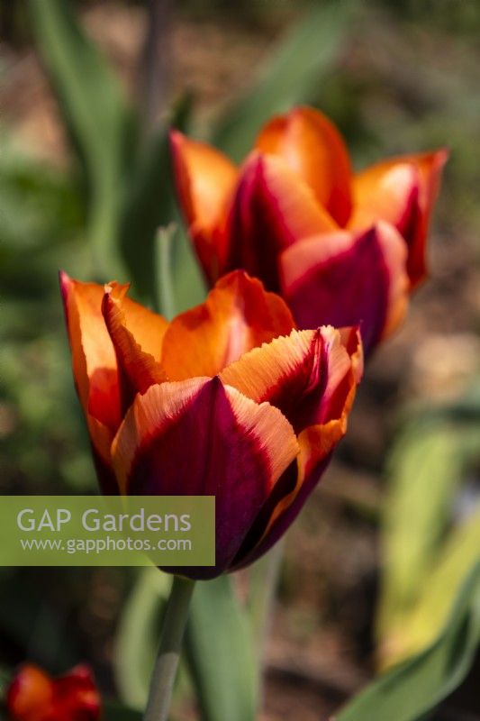Tulipa 'Slawa' - tulip - April