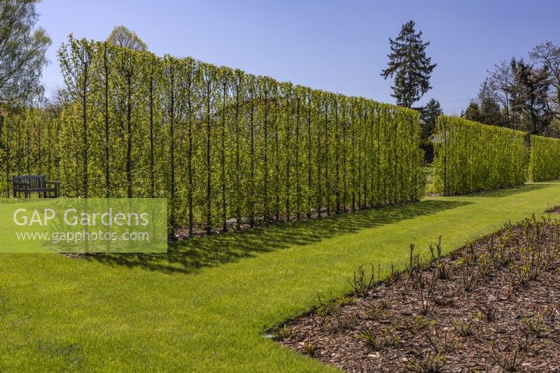 View of the hornbeam hedge Carpinus betulus 'Lucas' and the rose bed April, Spring