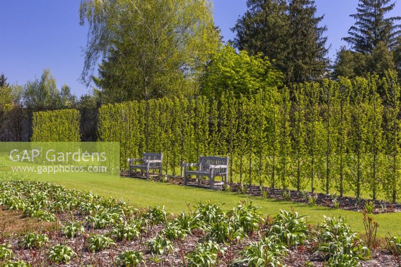 View of the hornbeam hedge Carpinus betulus 'Lucas' and the bed with roses and Allium. April, spring