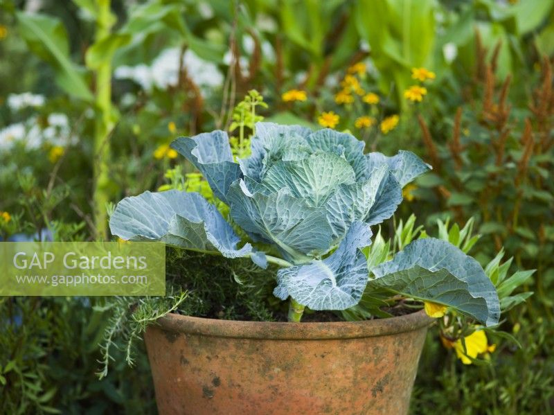 Cabbages grown in a pot. RHS Iconic Horticultural Hero Garden, Designer: Carol Klein, RHS Hampton Court Palace Garden 
