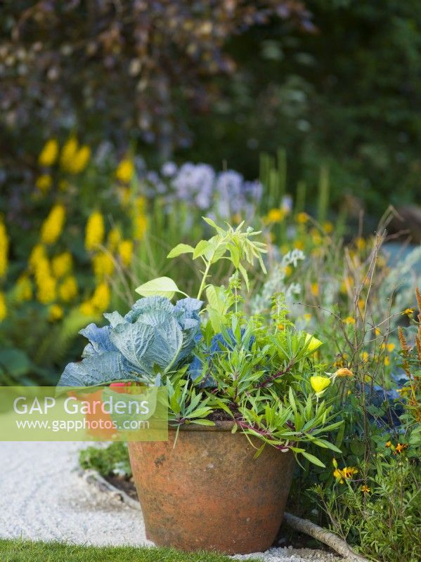 A cabbage and Oenothera macrocarpa grow in ceramic pot. RHS Iconic Horticultural Hero Garden, Designer: Carol Klein, RHS Hampton Court Palace Garden.