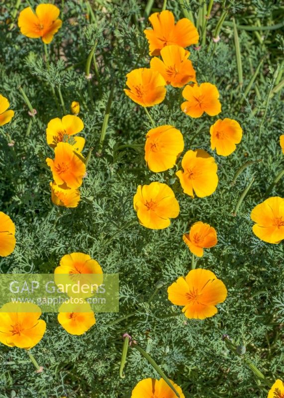 Eschscholzia californica Golden West, summer August
