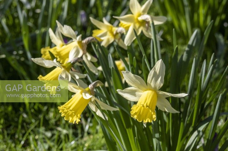 Narcissus 'February Silver' - daffodil - February