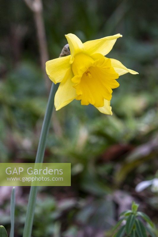 Narcissus 'Rijnveld's Early Sensation' - daffodil - January