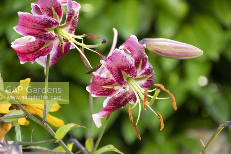Lilium 'Black Beauty' - orienpet lily - summer