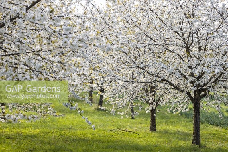 Sweet cherry orchard  in April