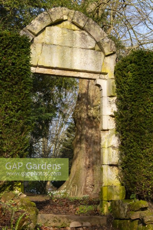 Galanthus around a tree trunk framed by a stone arch and taxus baccata at Thenford Arboretum.