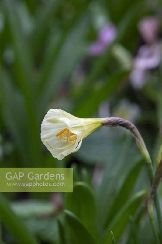 Narcissus bulbocodium 'Arctic Bells' - hoop petticoat daffodil - February 