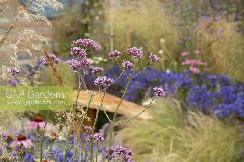 RHS Tatton Park 2022 - Petrus Community: Journey Home Garden - Mixed border with verbena bonariensis -  Designer Rachael Bennion