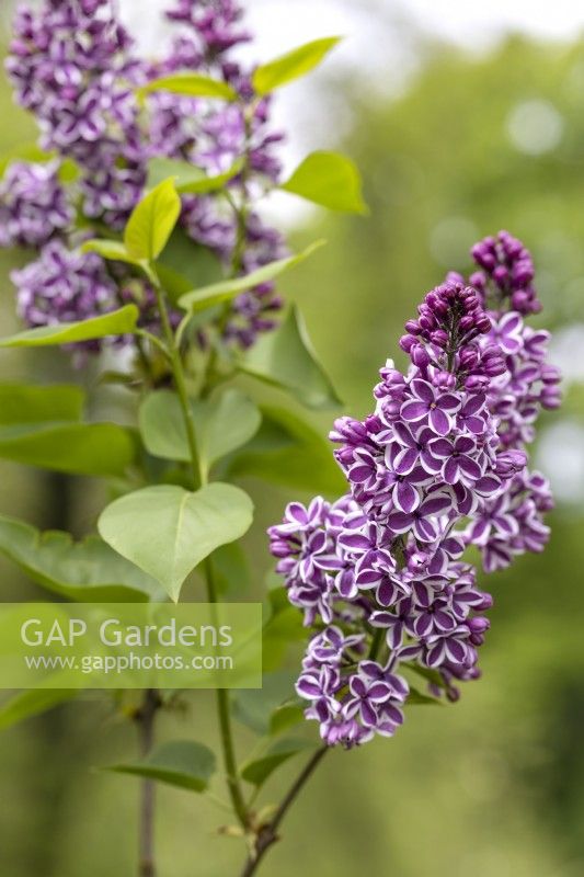 Syringa vulgaris 'Sensation', Lilac