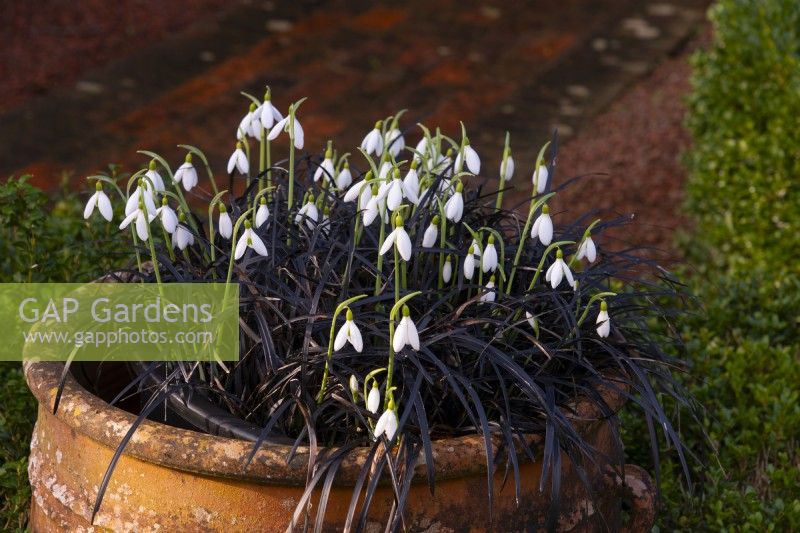 Galanthus 'James Blackhouse' surrounded by Ophiopogon planiscapus 'Nigrescens' in a terracotta pot