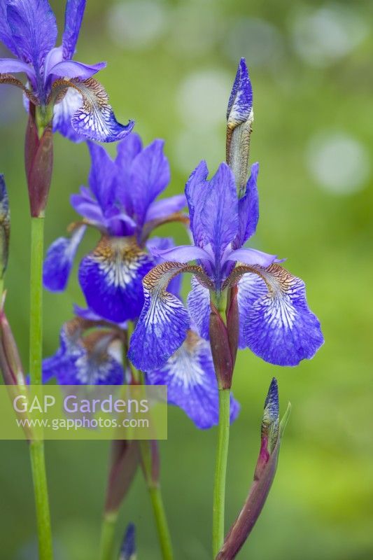 Iris sibirica 'Tropic Night'