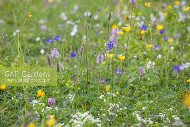 Alpine meadow with Ranunculus acris - buttercups, Phyteuma orbiculare - Round-Headed Rampion and Plantago media - hoary plantain.