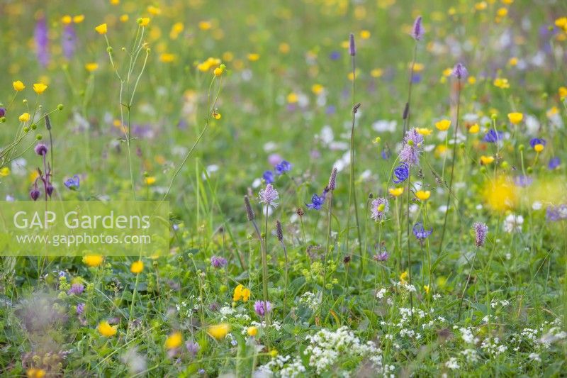 Alpine meadow with Ranunculus acris - buttercups, Phyteuma orbiculare - Round-Headed Rampion and Plantago media - hoary plantain.